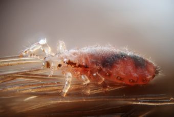 Female human head louse, Pediculus humanus capitis. (Creative Commons photo by Gilles San Martin)