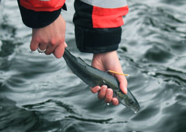 Ecosystem study unlocks the mystery of black cod survival