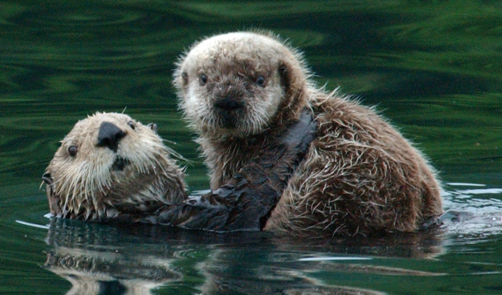 Kachemak sea otter deaths under investigation; Authorities seek public