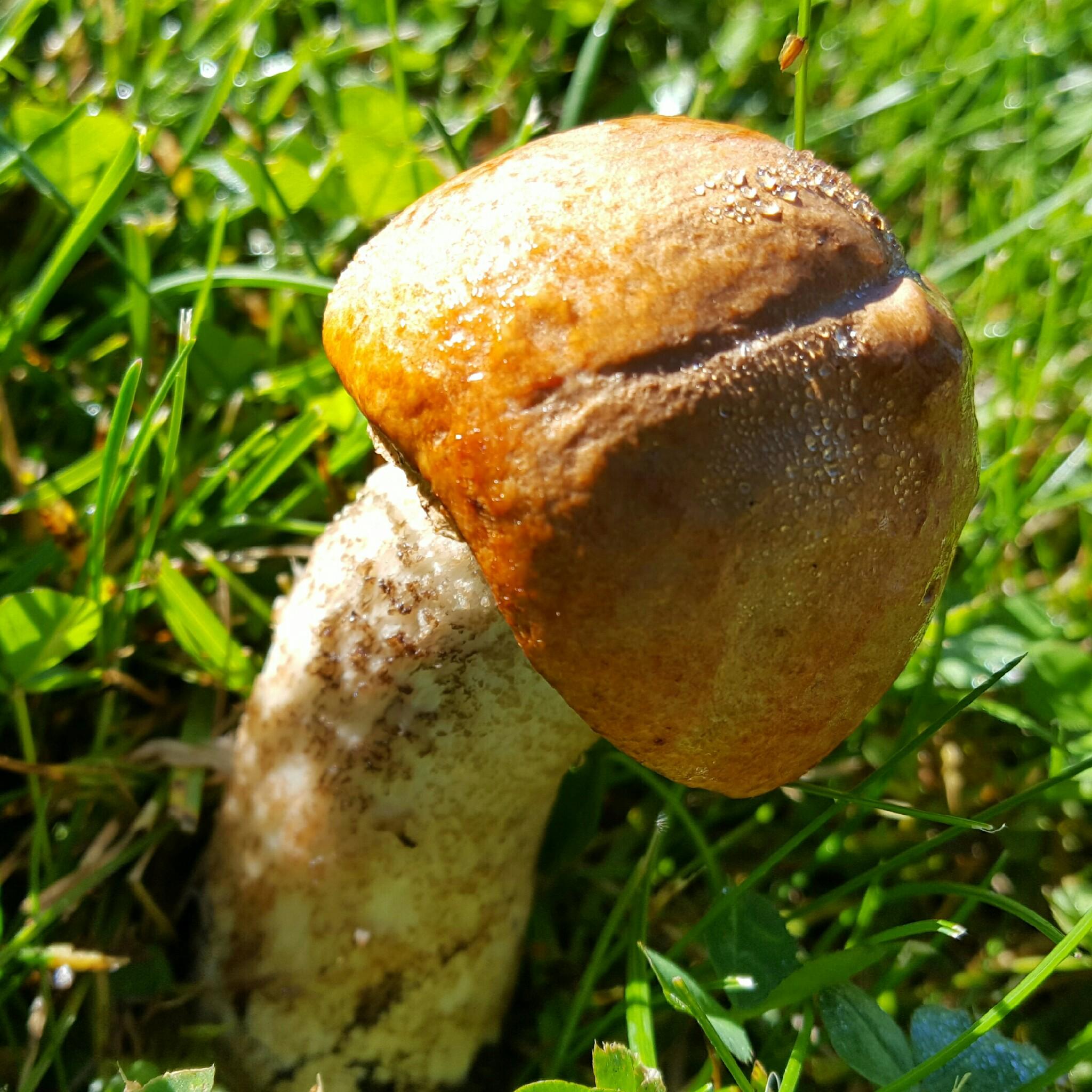 Magic Mushrooms 2