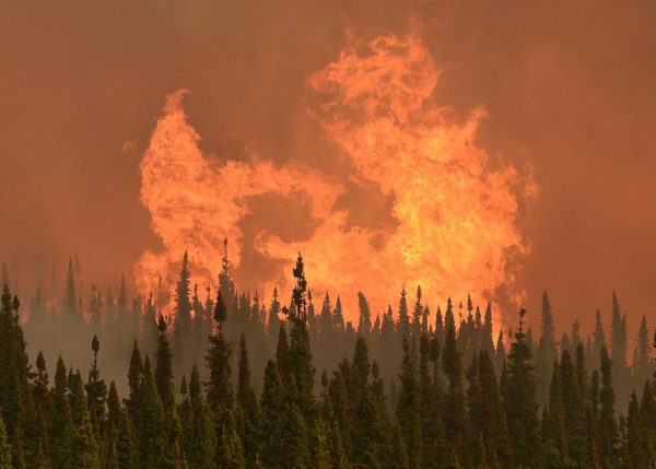 Wildfire flames flare high above a forest.
