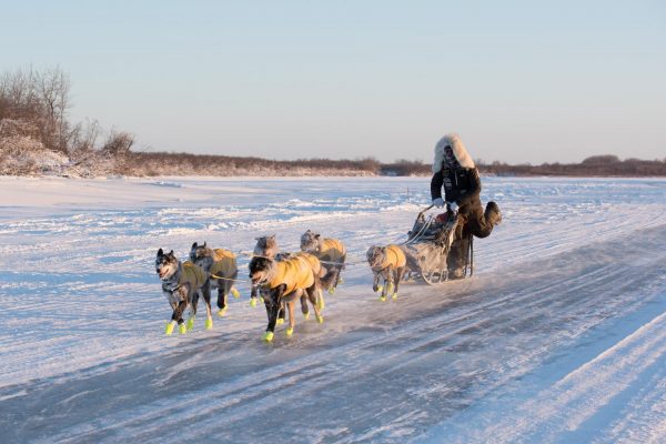 A musher in a big parka races down a river with some dead grass on the river bank in the background. 