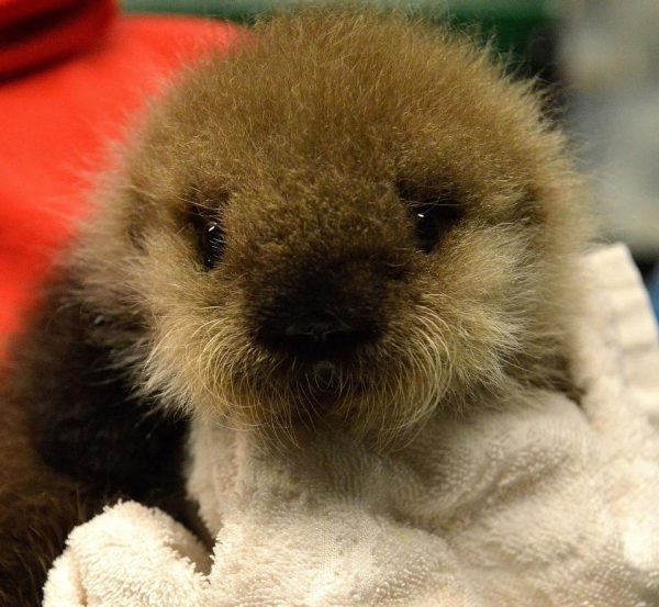 What a baby face! Baby sea otter. | Baby sea otters, Baby 