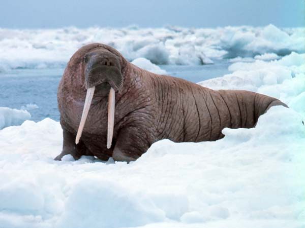 A walrus with big tusks rests on sea ice.