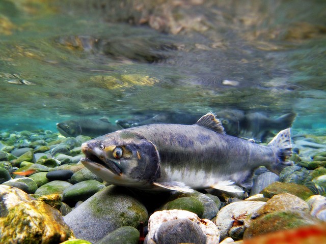 Pink salmon could prosper in warmer Arctic, new study finds - Alaska Public Media News