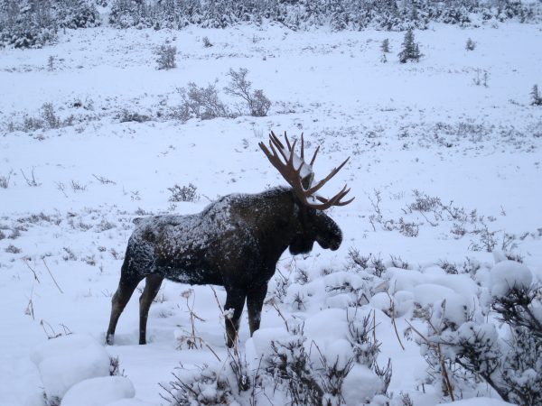 A bull moose in the snow
