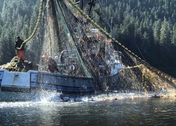 A seiner hauls in hatchery-produced chum salmon in Crawfish Inlet in 2018.