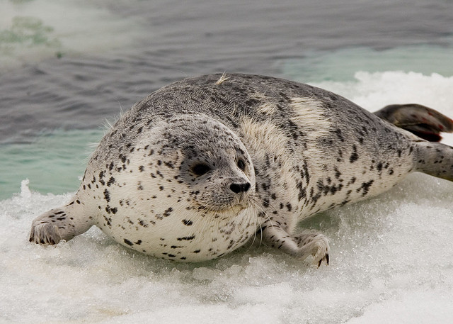 Questions over seal stranding and deaths in Bering Sea set the scene for NOAA research cruise - Alaska Public Media News
