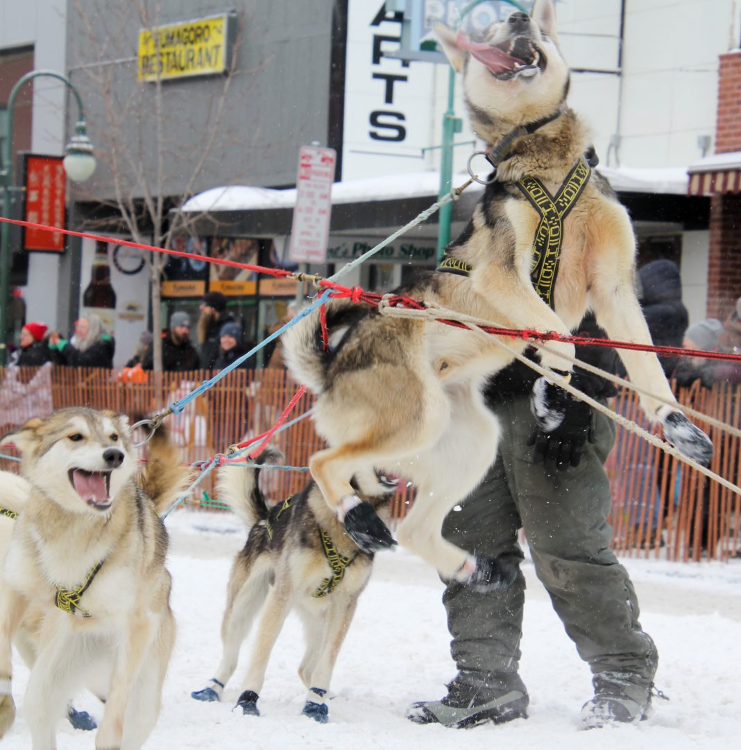 Our favorite 20 photos from the Iditarod ceremonial start in Anchorage
