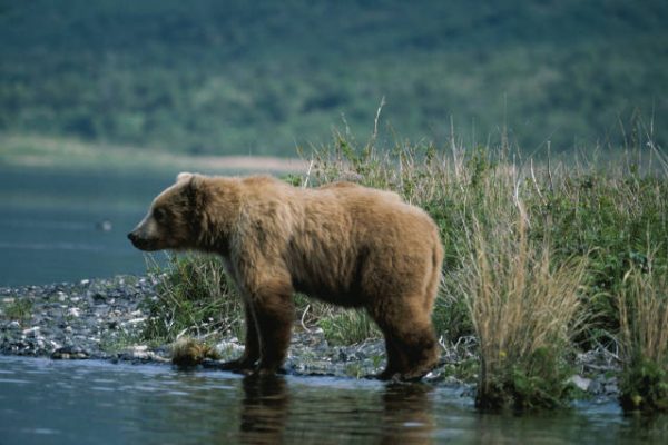 A brown bear stand in shallow water looking across the water.