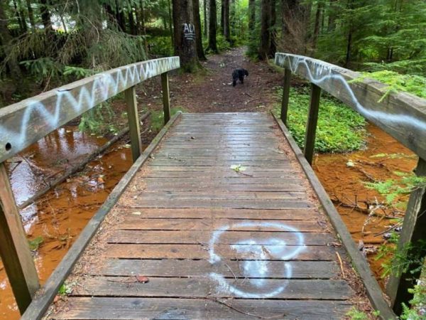 A wet boardwalk in a forest trail with white spray paint in undefinable forms and shapes