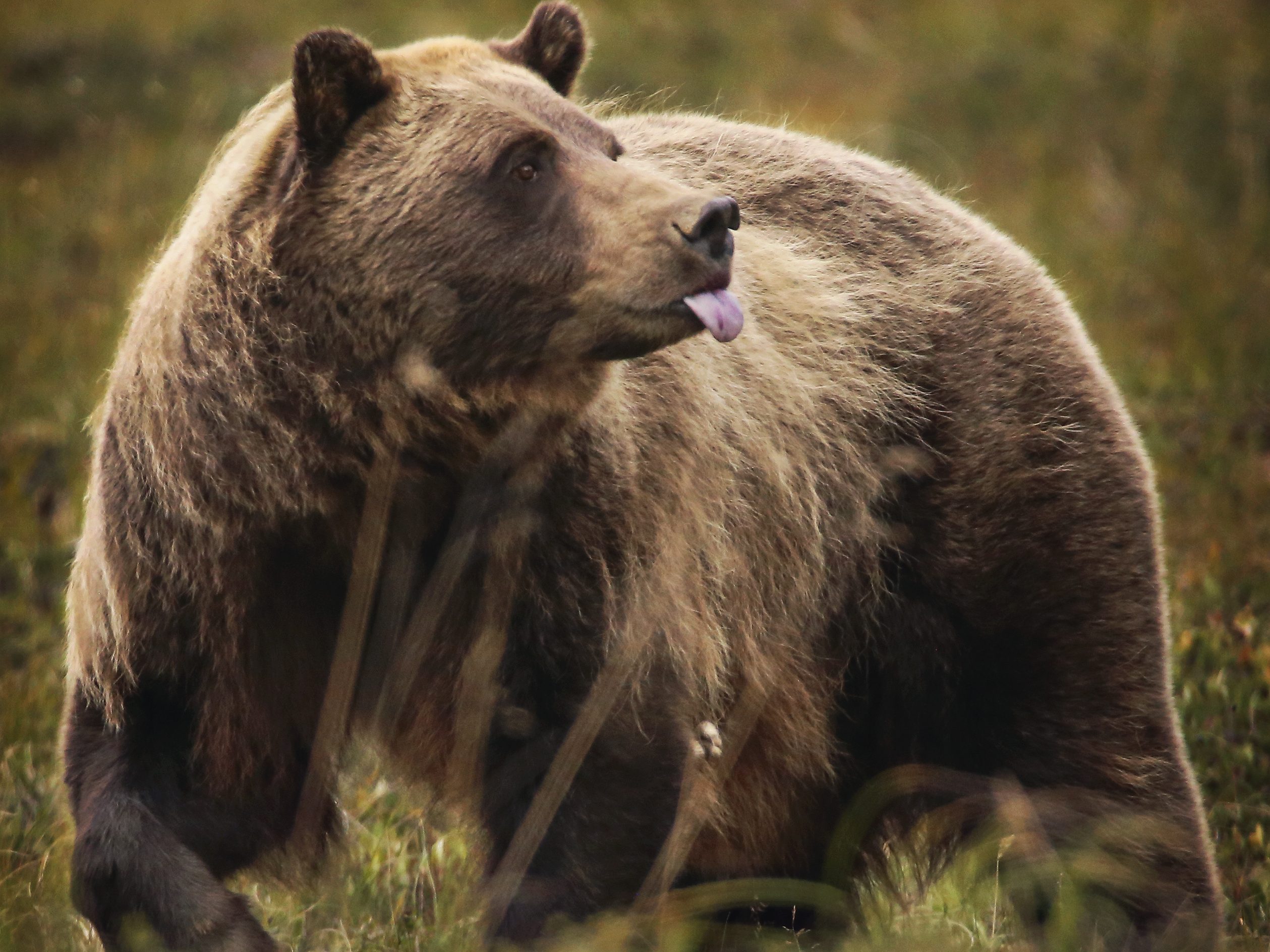 Bear California grizzly