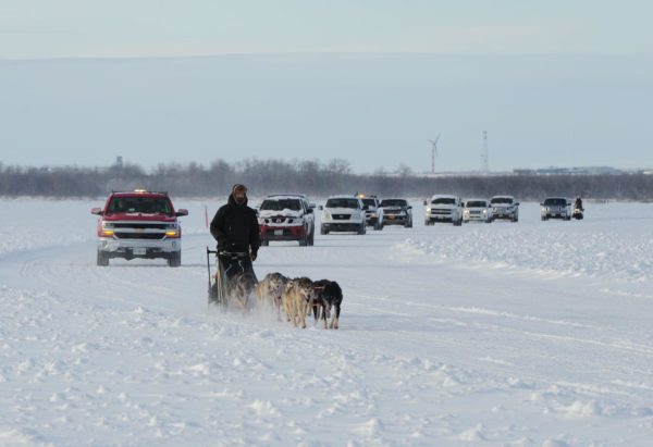 A dog sled team leads some cars on a snowy road. 