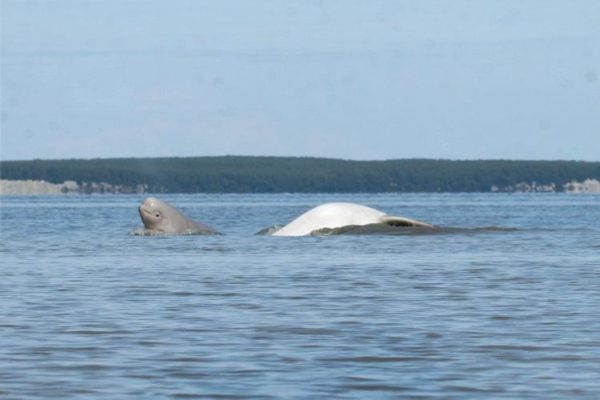 An adult Cook Inlet beluga (white) and a calf (gray).