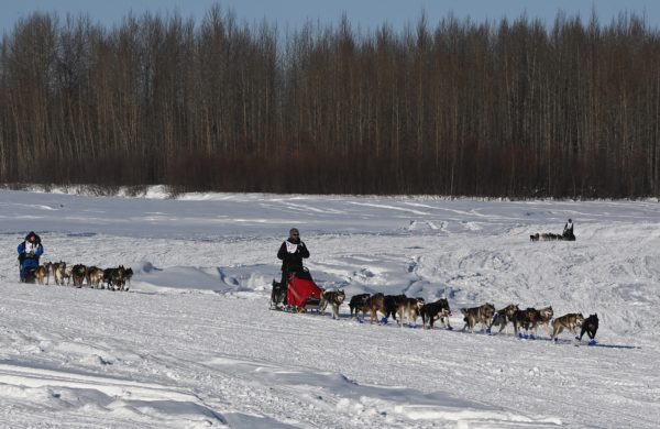 Two mushers and their dogs.