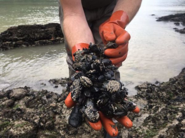 A person wering orange gloves holds out mussels