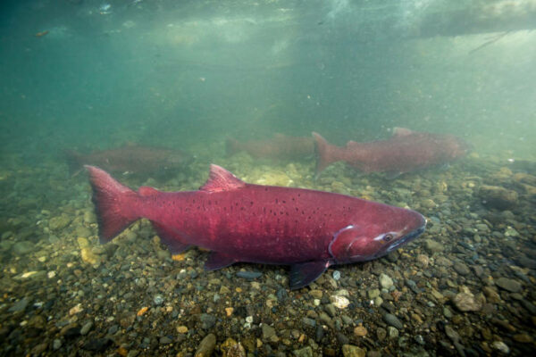 A red salmon as seen from underwater