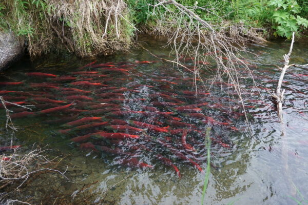 A school of red salmon.