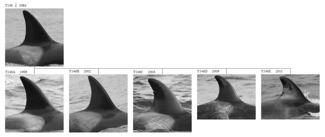 A half dozen small shots of an orca surfacing