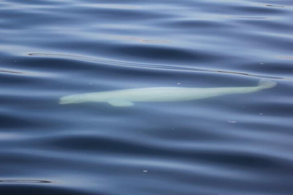 A beluga whale swims under the water.
