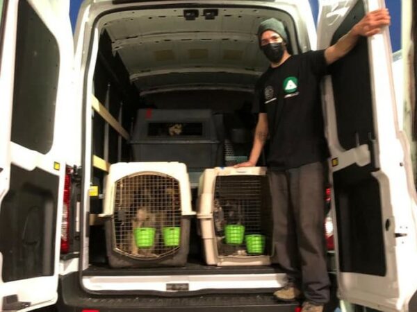 A man stands in the back of an open van with dogs in crates.