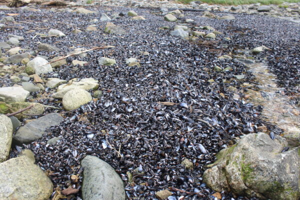 Dead blue mussels line the beach 