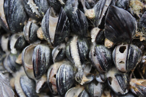 A sea of mussels.