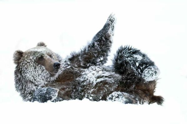 A bear on it's back playing in snow