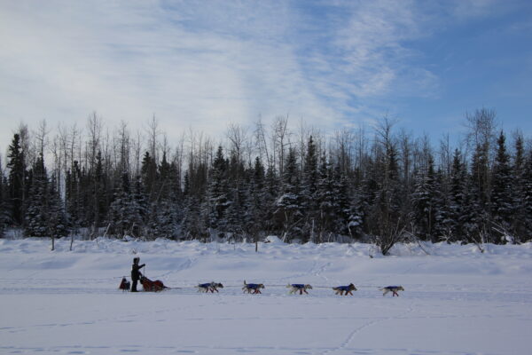 A musher seen in profile going down a river