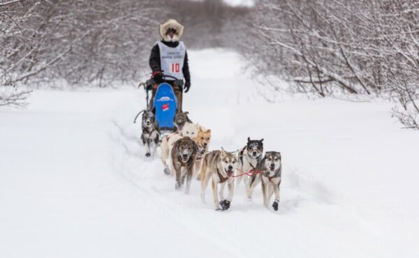 Šunų komanda trykšta ant sniego tako