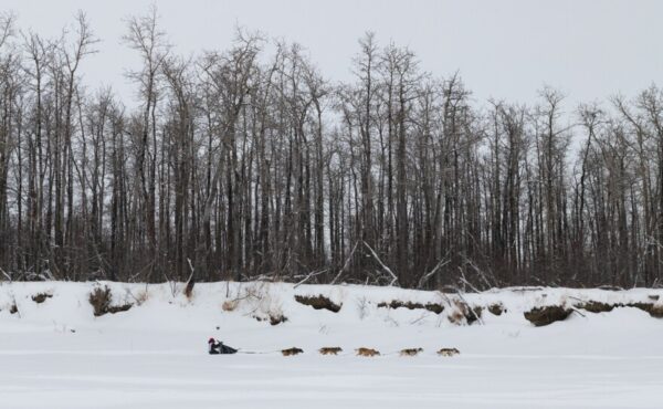 Šunų komanda trykšta ant sniego tako