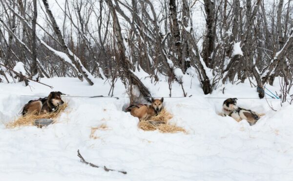 Šunys miega ant šiaudų sniege
