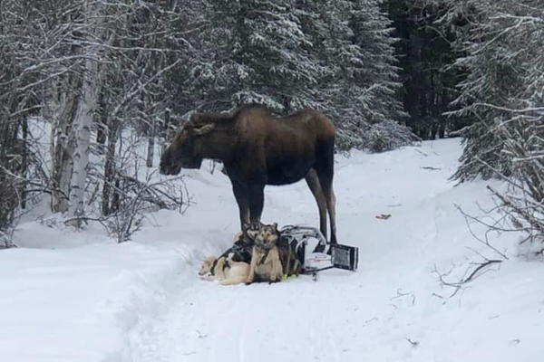 A large moose on a mushing trail standing over dogs that cannot move because they're still in harness