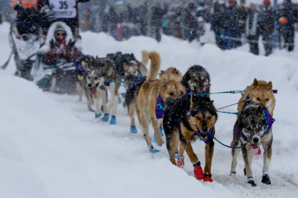A team of dogs pulls a sled in heavy snowfall