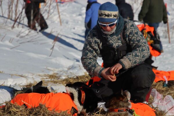 A musher with dogs
