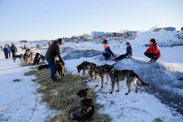 a musher wakes up his dogs while three kids watch