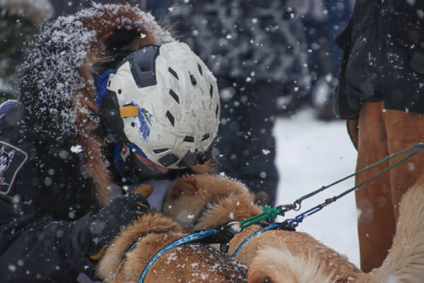 A woman bows her head wearing a helmet to cuddle with two blond sled dogs as heavy snow falls.