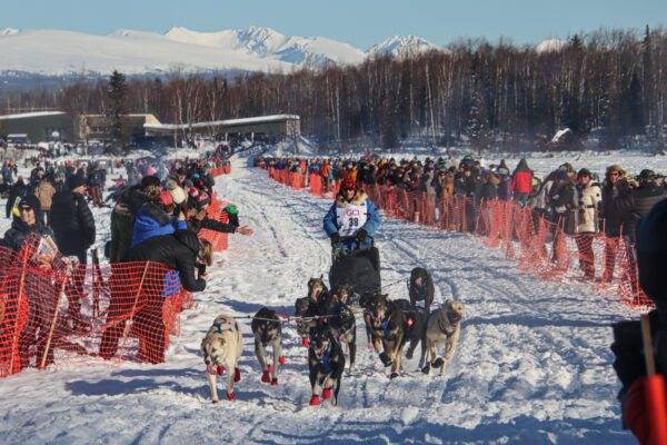 A dog team runs down a trail with fans lining up against some orange fencing