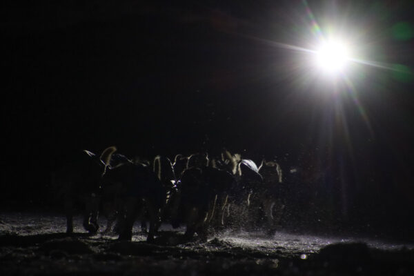 A team of dogs running on the snow at night