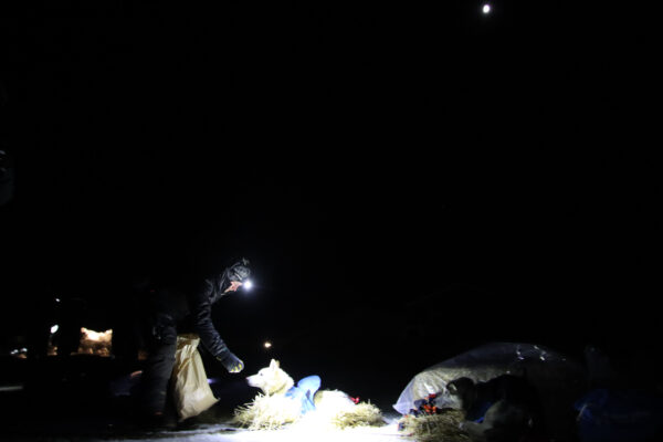 A man in black wearing a headlamp feeds his dogs