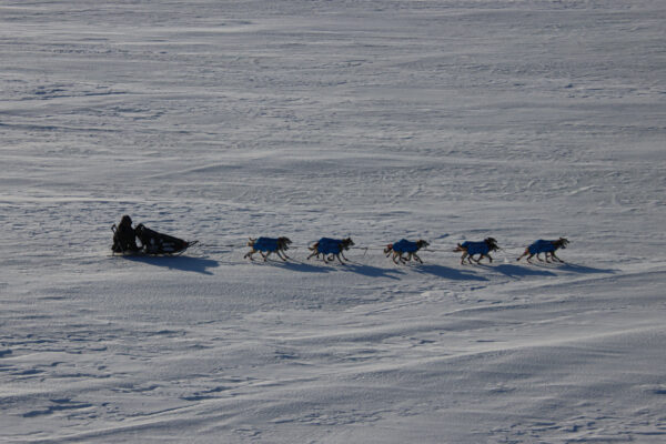 A sled dog team on ice and snow