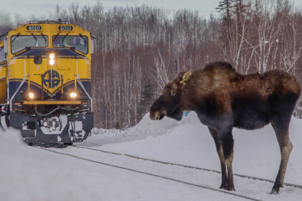 A moose stands in a snowy train track with a yellow locomotive behind it