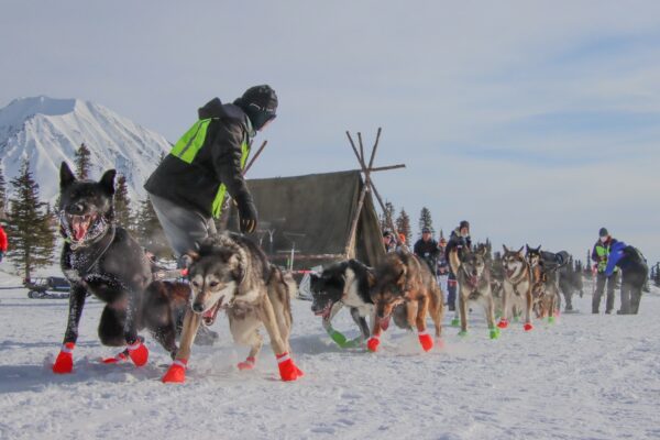 A dog team mushes in