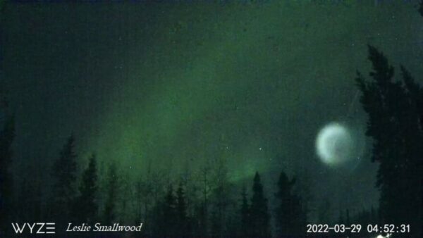 A white, luminous globe seen over spruce forest with green aurora in the sky above it