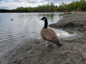 A Canada goose standing on a sandy beach with humans swimming in the background
