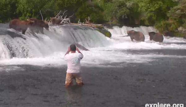 A man takes photos close to brown bears