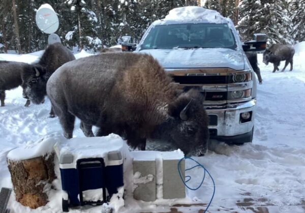 Bison near a truck