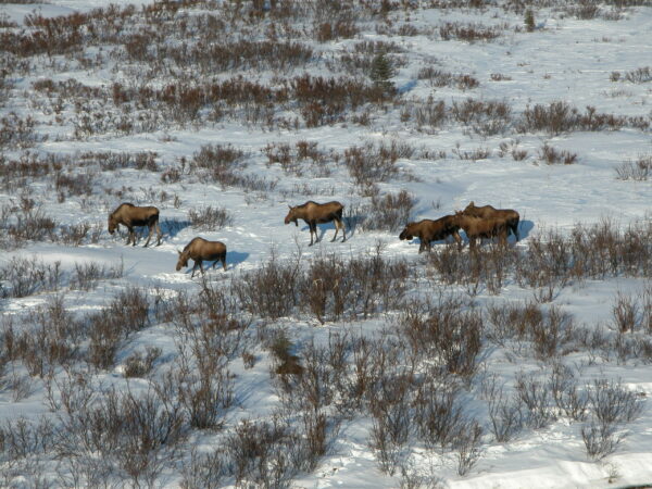 Шесть лосей, вид сверху, обшаривают низкие кусты в снегу.