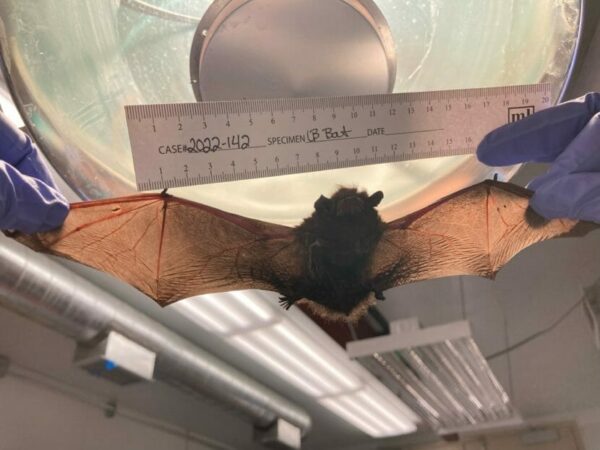 someone in gloves holds a ruler up to a bat